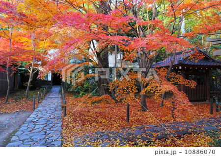 蓮華寺の紅葉 蓮華寺の紅葉 10886070