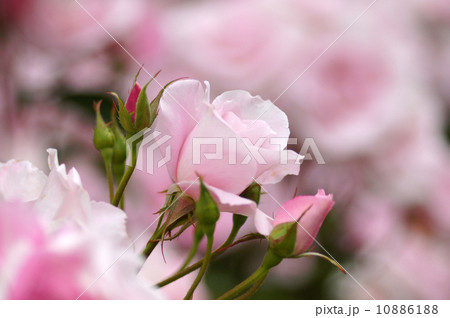 バラ・桜貝 10886188