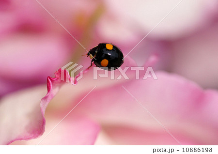テントウムシ 10886198