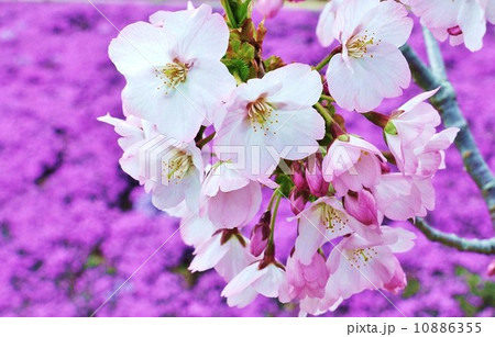 サクラの背景素材・芝桜バックに桜の花・横位置 サクラの背景素材・芝桜バックに桜の花・横位置 10886355
