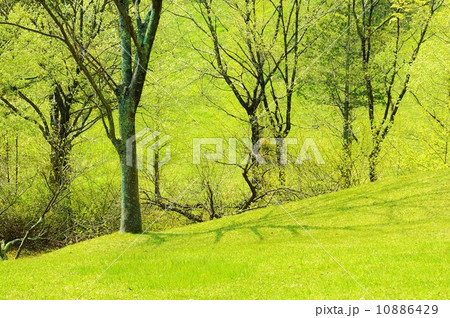春の風景・一面に萌黄色の雑木林・横位置 10886429