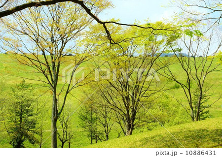 春の風景・春の空と萌黄色の雑木林・横位置 10886431