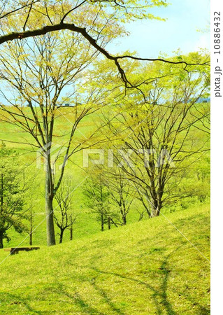 春の風景 春の空と萌黄色の雑木林 縦位置の写真素材