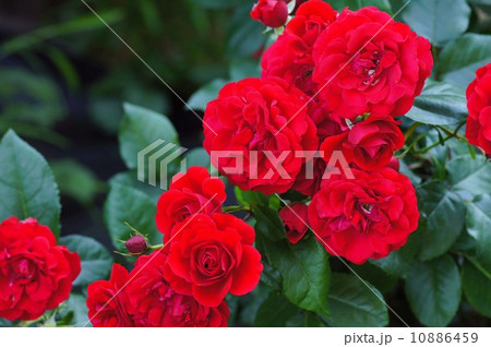 バラの花 バラの花 10886459