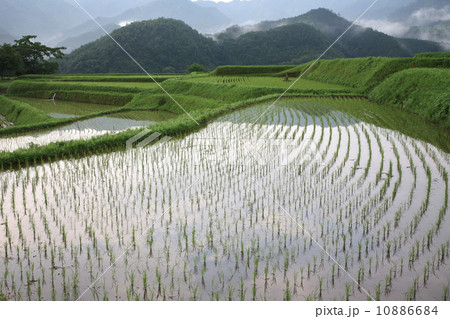 棚田の田植え 棚田の田植え 10886684