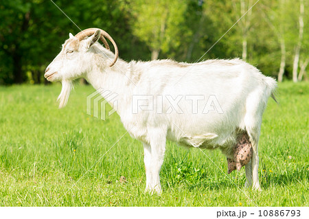 White goat grazed grass at the meadow White goat grazed grass at the meadow 10886793