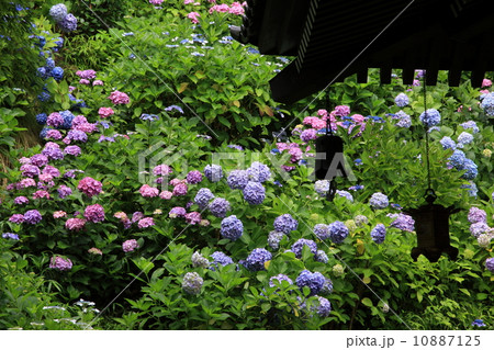 アジサイ_鎌倉・長谷寺 10887125