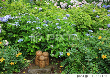 アジサイ_鎌倉・長谷寺 アジサイ_鎌倉・長谷寺 10887126