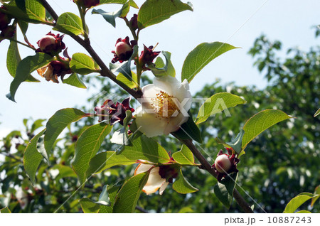 ヨアケマエ（ナツツバキ） 10887243