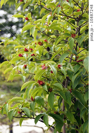 ヨアケマエ（ナツツバキ） 10887248