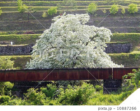 天然記念物 ひとつばたご 別名 ナンジャモンジャ の写真素材