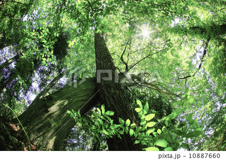 新緑 10887660