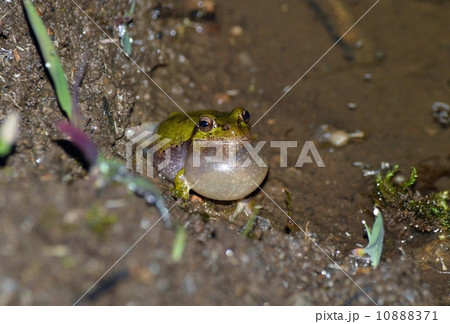 めいのうを膨らませて鳴く蛙 10888371