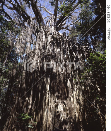 カーテン・フィグ・ツリー 10888440