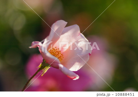 バラ・ムタビリス 10888451