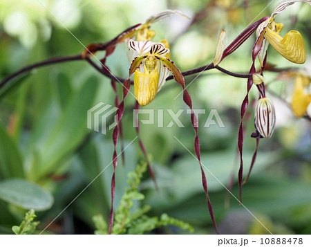 パフィオペディラム 10888478