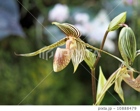 パフィオペディラム 10888479