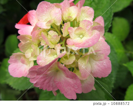 アジサイ 10888572