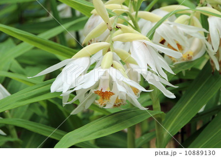 ツニア ツニア 10889130