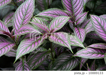 ウラムラサキ 10889133