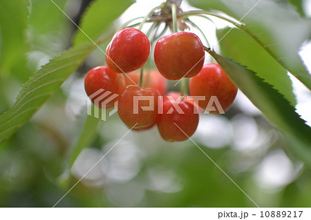 さくらんぼ２ 10889217