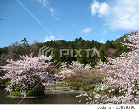 京都 桜が咲き誇る春の龍安寺(世界文化遺産) 京都 桜が咲き誇る春の龍安寺(世界文化遺産) 10889396