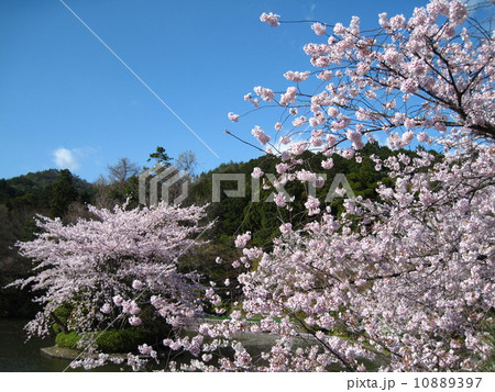 京都 桜が咲き誇る春の龍安寺(世界文化遺産) 京都 桜が咲き誇る春の龍安寺(世界文化遺産) 10889397