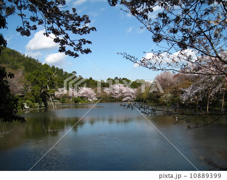 京都 龍安寺(世界文化遺産) 京都 龍安寺(世界文化遺産) 10889399