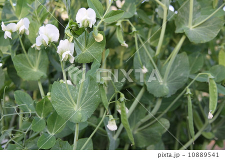 サヤエンドウの花と豆の写真素材