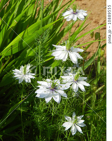 クロタネソウ（黒種草） 10889555