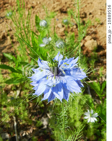 クロタネソウ(黒種草) クロタネソウ(黒種草) 10889556