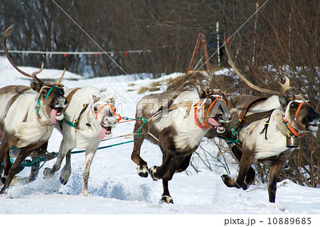racing of reindeers 10889685