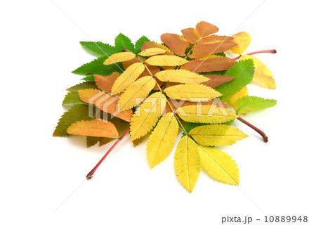 fall leaves of rowan-tree 10889948