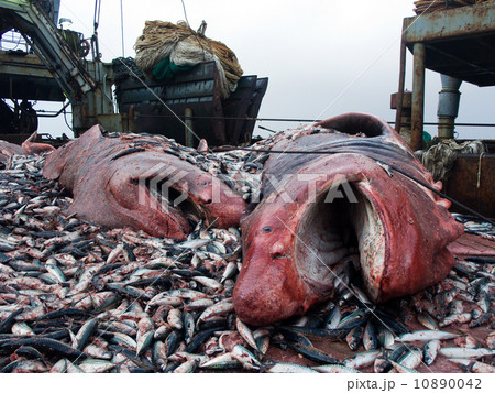 shark shark 10890042