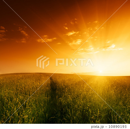 field of grass 10890193