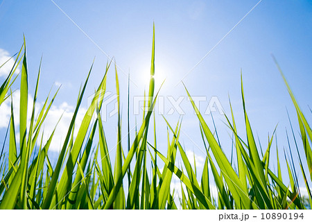 grass and sun grass and sun 10890194