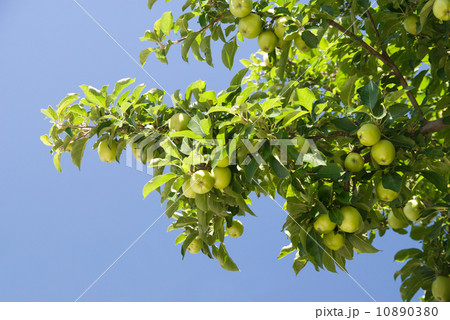 apple tree 10890380