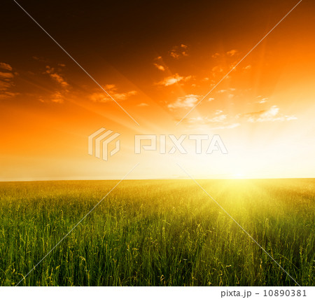 field of grass and sunset 10890381