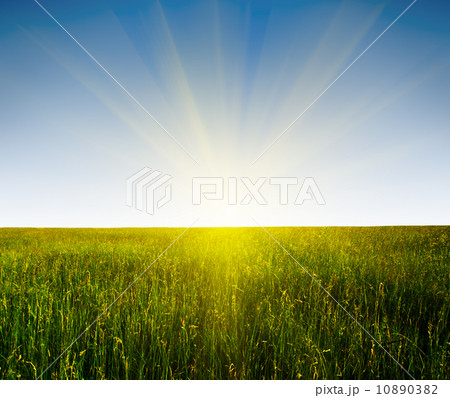 field of grass and sunset field of grass and sunset 10890382