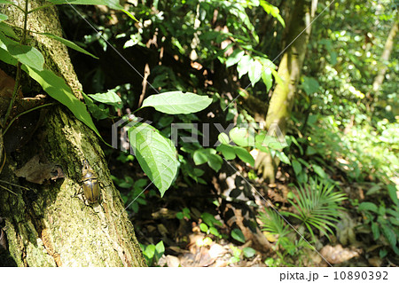 オウゴンオニクワガタ　マレーシア 10890392