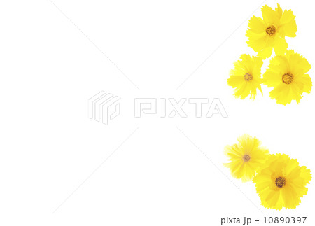 キンケイギク 10890397