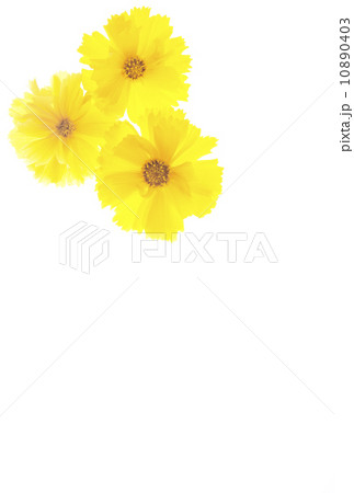 キンケイギク キンケイギク 10890403