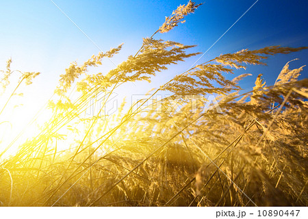 autumn yellow grass and sunset autumn yellow grass and sunset 10890447