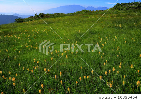 南会津・田代山山頂湿原のキンコウカと日光連山 10890464