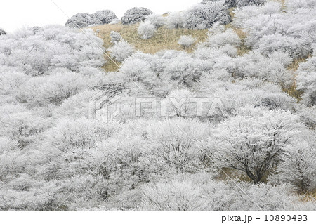 牧ノ戸峠の霧氷 10890493