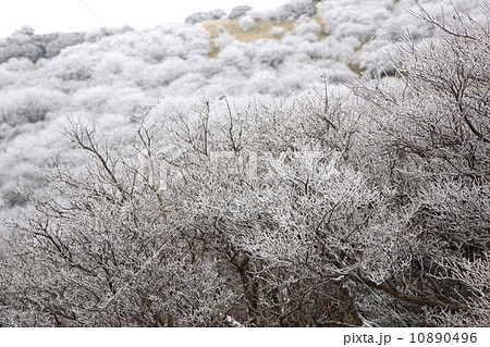 牧ノ戸峠の霧氷 牧ノ戸峠の霧氷 10890496