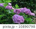 紫陽花 10890798