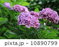 紫陽花 10890799