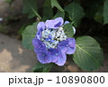 紫陽花 10890800
