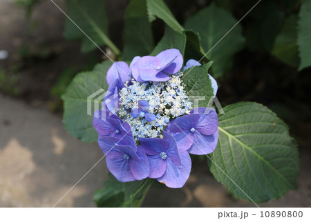 紫陽花 10890800